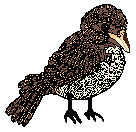 a large bird